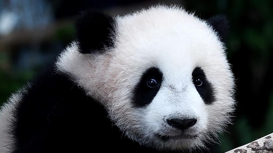 Raste populacija velikih pandi u Kini