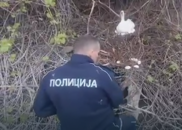 Rečna policija u neobičnoj akciji: Spasena guščja jaja na Konjskom ostrvu