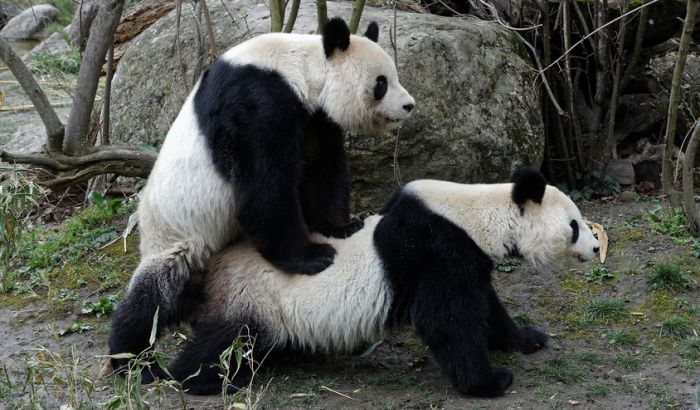  Redak događaj u zoo vrtu u Beču: Parile se pande