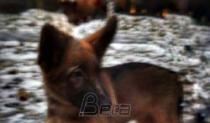 Rusi šalju francuskoj policiji štene u znak sećanja na stradalog službenog psa