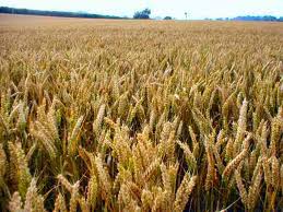 Rusija prestiže SAD i Kanadu po izvozu pšenice
