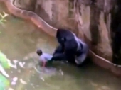 SAD: Dečak upao kod gorila, jedan majmun ubijen