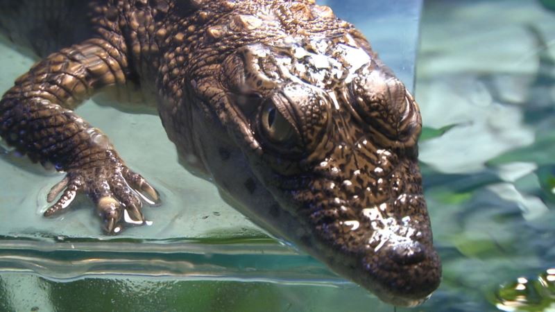 SAD: Potraga za djetetom kojeg je zgrabio aligator