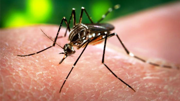 SAD, prvi slučaj prenošenja virusa Zika