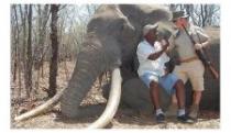 SMRT SIMBOLA AFRIKE Bio je najveći slon na kontinentu, a onda je hladnokrvno ubijen