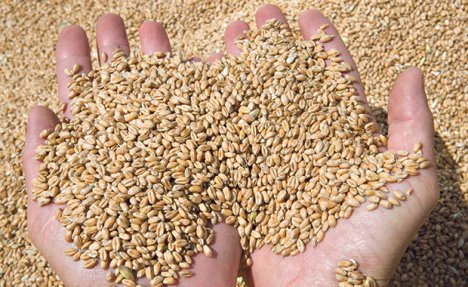 SOLIDAN PRINOS ALI SLABA VAJDA: Ove godine proizvodnja pšenice za mnoge neisplativa