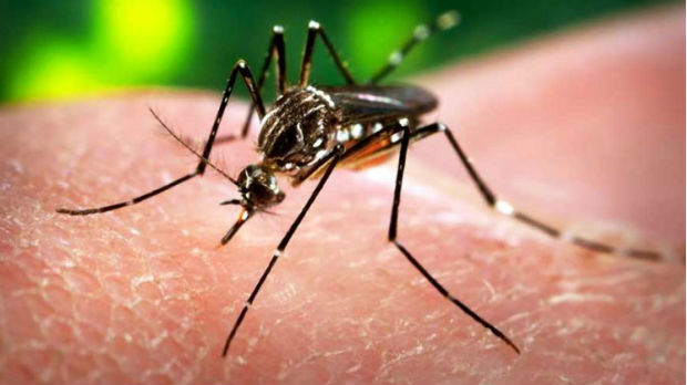 Sanofi počinje istraživanja za vakcinu protiv virusa Zika