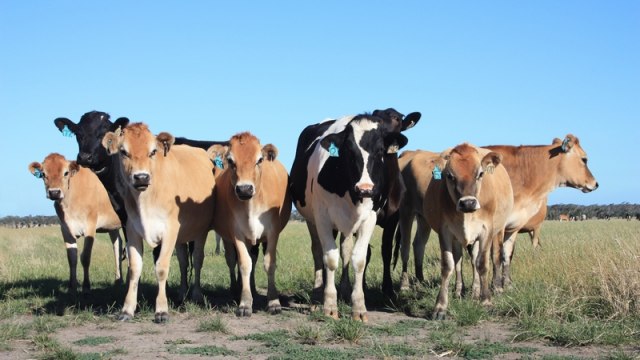 Sastanak eksperata FAO, bolest kvrgave kože goveda prijeti i BiH