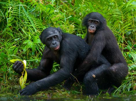Seksualne igre ženki majmuna IZLUĐUJU mužjake