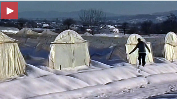 Sneg oštetio plastenike u okolini Čačka 
