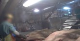 Šokantni snimak klanja svinja u fabrici mesa uzdrmao Ameriku