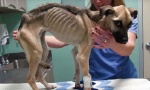 Spasili psa koji je izgladnjivan do smrti!  (VIDEO)