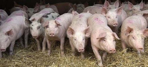 Srbija dozvolila uvoz 133.000 svinja
