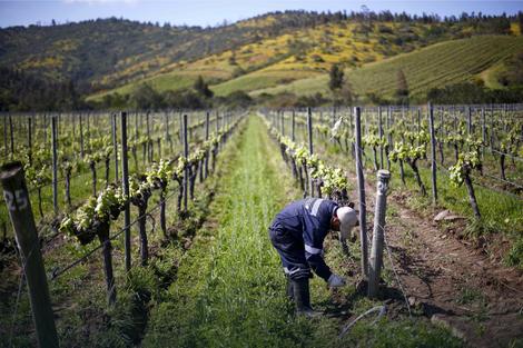 Srbija uvozi vina, a domaće sorte zapostavlja