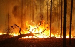 
					Srbima na KiM zapaljena šuma 
					
									