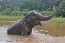 Sreća: 70-godišnja slonica prvi put uživa u slobodi (FOTO)