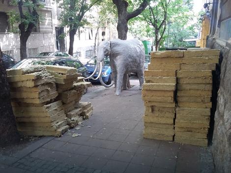 Šta radi slon na ulici Beograda?