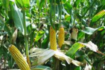 Suša prijeti da uništi polovinu prinosa kukuruza