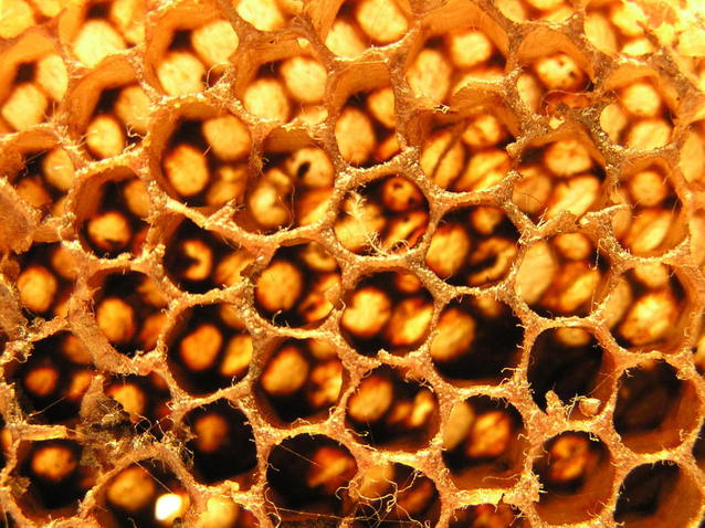 Svaki dan treba da započnete sa kašičicom meda. Naši stručnjaci objašnjavaju zbog čega je to važno