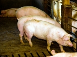 Sveopšta vakcinacija svinja kao priprema za izvoz u EU