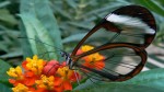 Svetski dan leptira – 28. maj