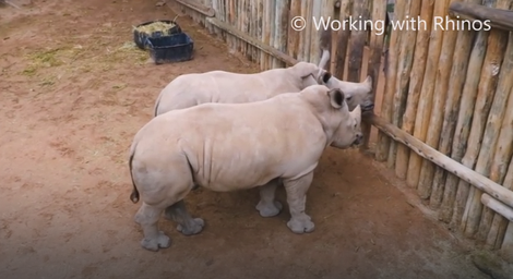 TEŠKE SUZE Bebe nosoroga plaču dok traže mleko