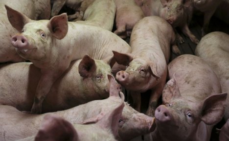 TUŽAN PRIZOR KOD ZRENJANINA: Poljočuvari danas pronašli i 5 uginulih svinja