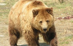 
					Telohranitelj oterao medveda ispred Putinove rezidencije 
					
									