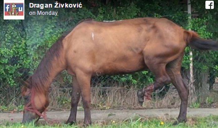 Teško povređeni konj zbrinut u azilu u Đurđevu