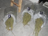 Tri džaka marihuane otkrivena u kući kraj Merošine