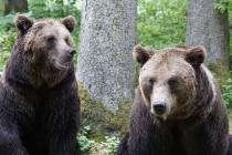 Tri medvjeda u selima oko Novog Grada 