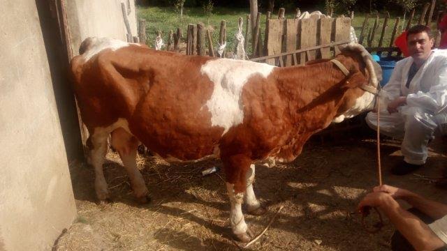 U Bosilegradu i Trgovištu najviše obolele stoke od “kvrgave kože”