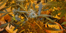 U Inđiji pronađena laboratorija za uzgoj marihuane