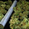 U Leskovcu i Lebanu zaplenjeno 8,5 kilograma marihuane
