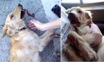 U Podgorici vlasnica unakazila psa: Šipkom brutalno pretukla ljubimca!