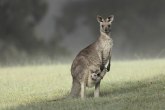 U jagodinski Zoo vrt stigli kenguri