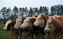 
					U zaječarskom selu nakon etuanazije 47 goveda, sprovedene mere zaštite 
					
									