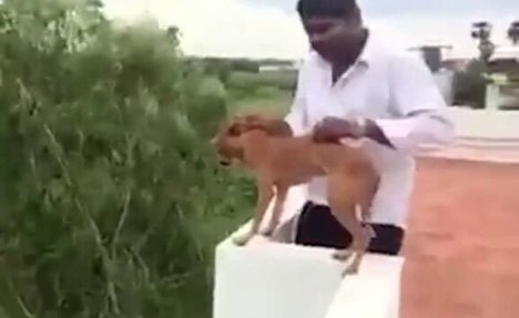 (UZNEMIRUJUĆI VIDEO) JEZIV MOMENAT KOJI LEDI KRV: Čovek baca bespomoćnog psa sa vrha zgrade!