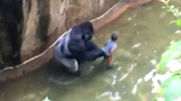 SAD, ubili gorilu u zoo-vrtu da bi spasili dečaka