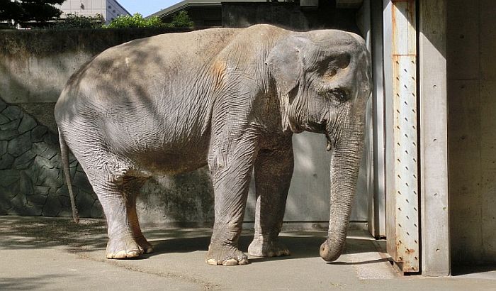 Uginula najstarija slonica u Japanu