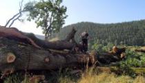 Uhapšene dve osobe koje su sekle šumu na Fruškoj Gori