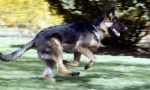 Ukradeni psi pronađeni u Crnoj Gori: Vraćeni ovčari vredni 150.000 evra!
