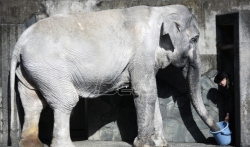 Umrla najstarija slonica u Japanu