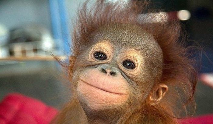 VIDEO: Bebe majmuni se smeju u snu baš kao i ljudi