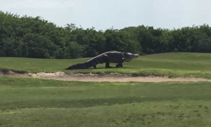 VIDEO: Da li je ovaj dinosaurus najveći aligator na svetu?