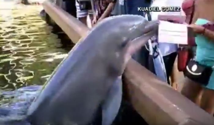 VIDEO: Delfin oteo AjPed u akva-parku