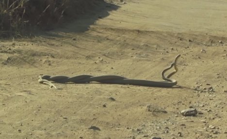 (VIDEO) GMIZAVI OKRAŠAJ: Pogledajte borbu najsmrtonosnijih zmija na svetu... Neverovatno!