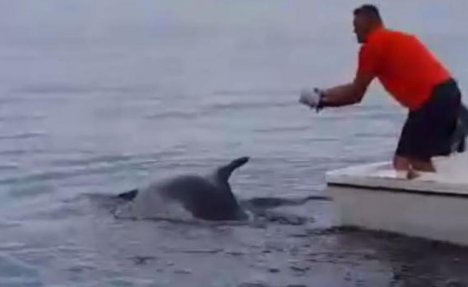 (VIDEO) HEROJI IZ SENJA: Ribari spasili delfina koji se zapetljao u mrežu! 