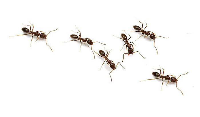 VIDEO: Iz uha devojčice izvađeno stotine mrava