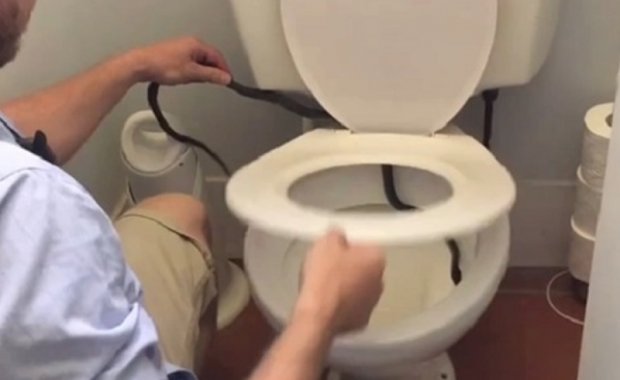 VIDEO: Kao u najgorem snu: U WC školjci pronašao zmiju! Pogledajte